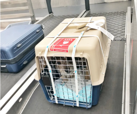 东城宠物托运 宠物托运公司 机场宠物托运 宠物空运